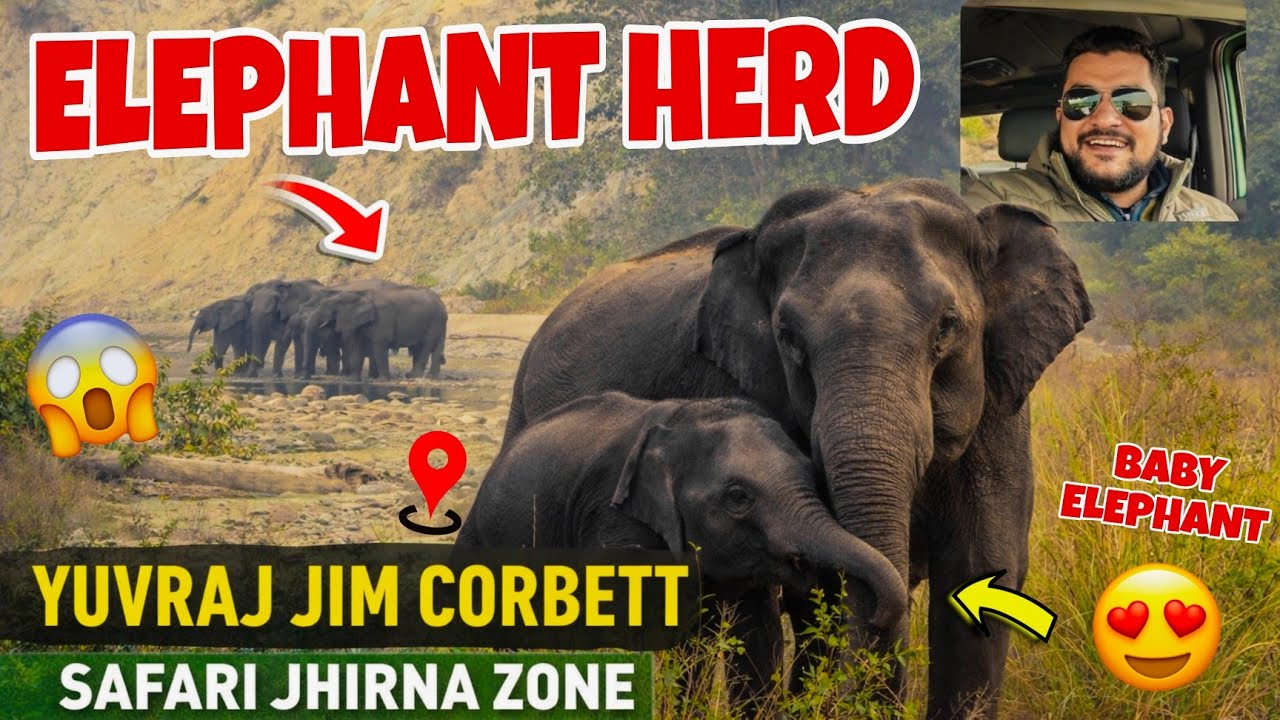 Wild Elephant Moments 🐘❤️ | Jhirna Zone Jim Corbett #yuvrajjimcorbett 