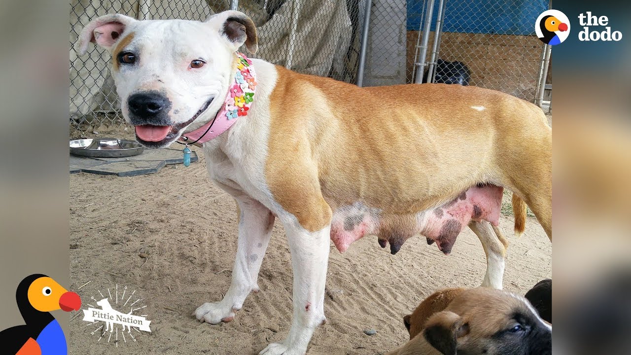 Pit Bull Mom Leads Rescuers To Her Babies UPDATE | The Dodo Pittie Nation