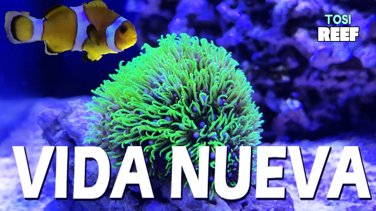 🐟🐟🐠 #6 Primeros PECES en el acuario marino paso a paso ¡¡ESPECIAL 500 SUSCRIPTORES!! Peces marinos🐟🐠