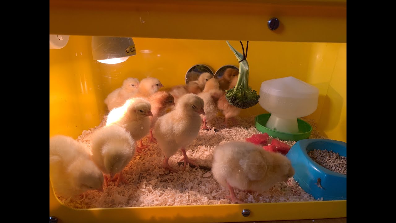 Tuke Chick Diaries - Day 3