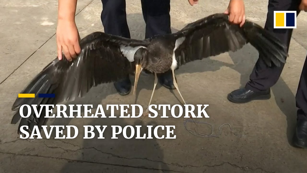 Black stork rescued after being grounded by heatwave in northwestern China
