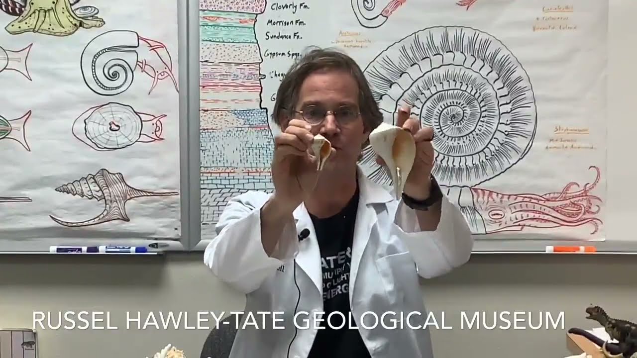 Tate Talk- Seashells part 3