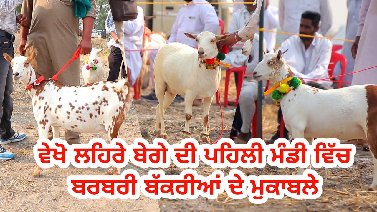 ਬਰਬਰੀ ਬੱਕਰੀਆਂ ਦੇ ਮੁਕਾਬਲੇ || Lehra Bega Bakra Mandi Mukable || @ILTILANATV