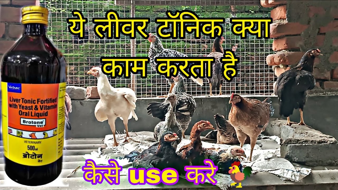  Brotone लीवर टॉनिक कैसे इस्तमाल करे।और क्या काम करता है ये ब्रोटोन देखिये इस वीडियो पे #poultry 