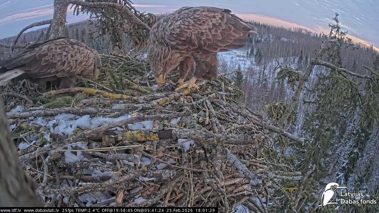J E20260225 175700MaleInFemaleInEatsMaleLiesOnNest