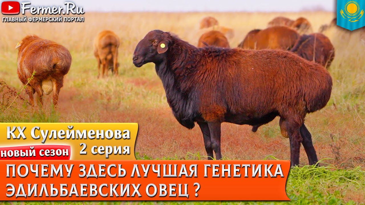 Эдильбаи Сулейменовых. Линейное разведение эдильбаевской породы и проверка потомства по поколениям
