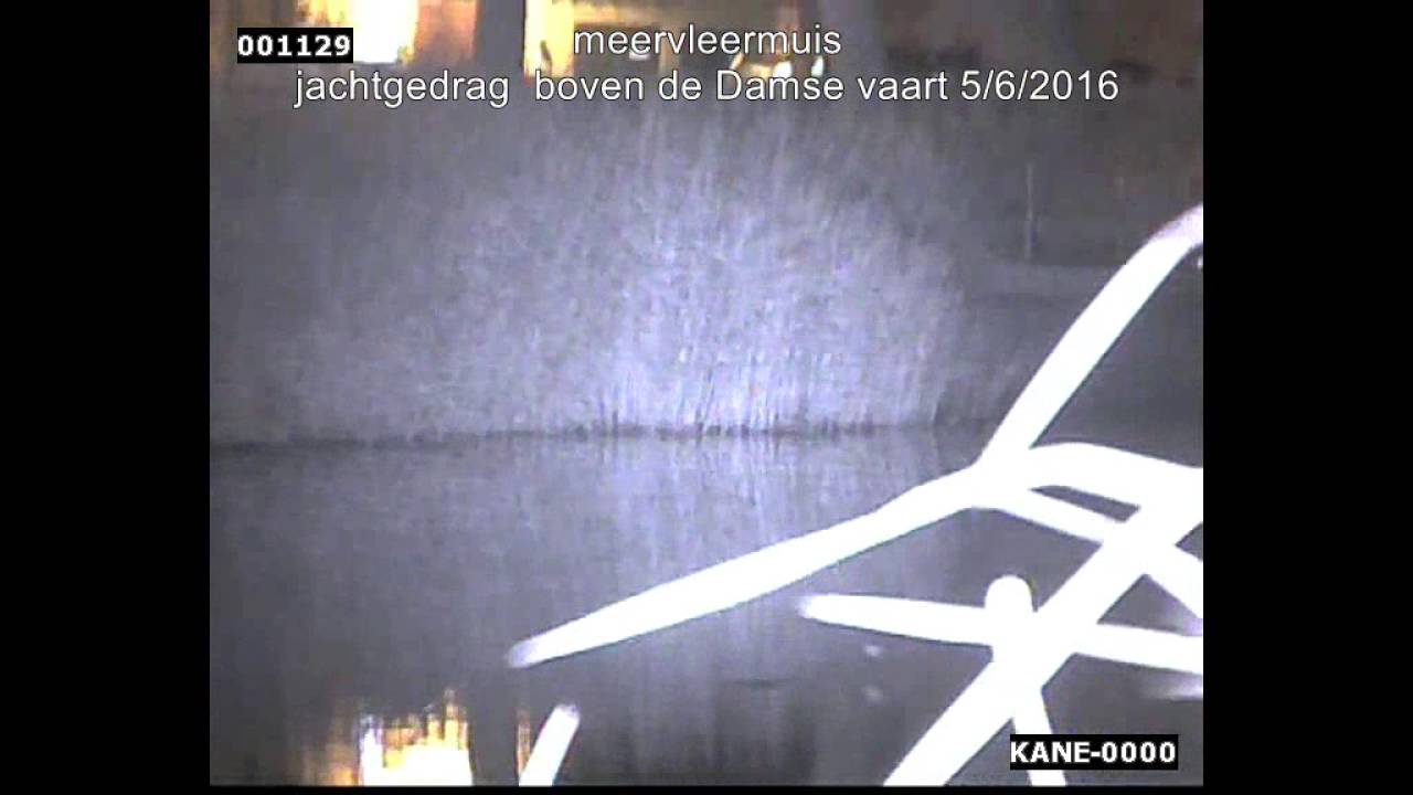 Meervleermuis, jachtgedrag boven de Damse vaart 1