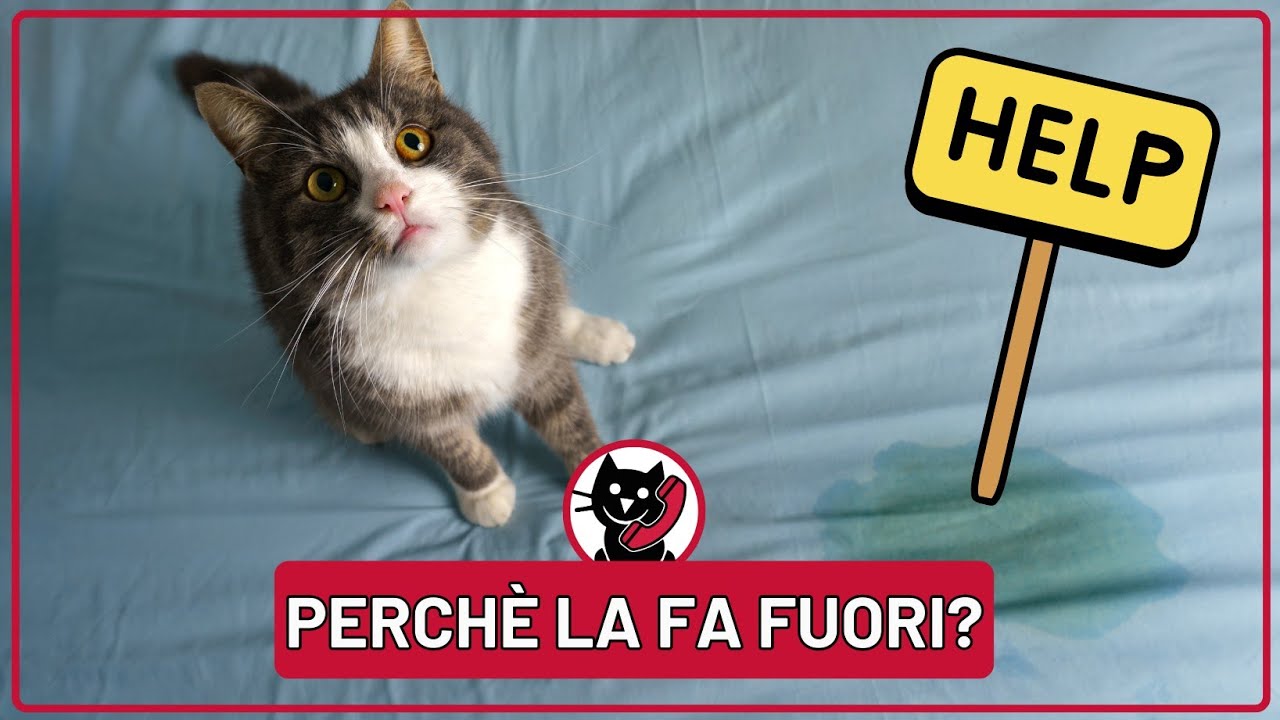 Perché il Gatto fa Pipì Fuori dalla Lettiera: Cause e Soluzioni