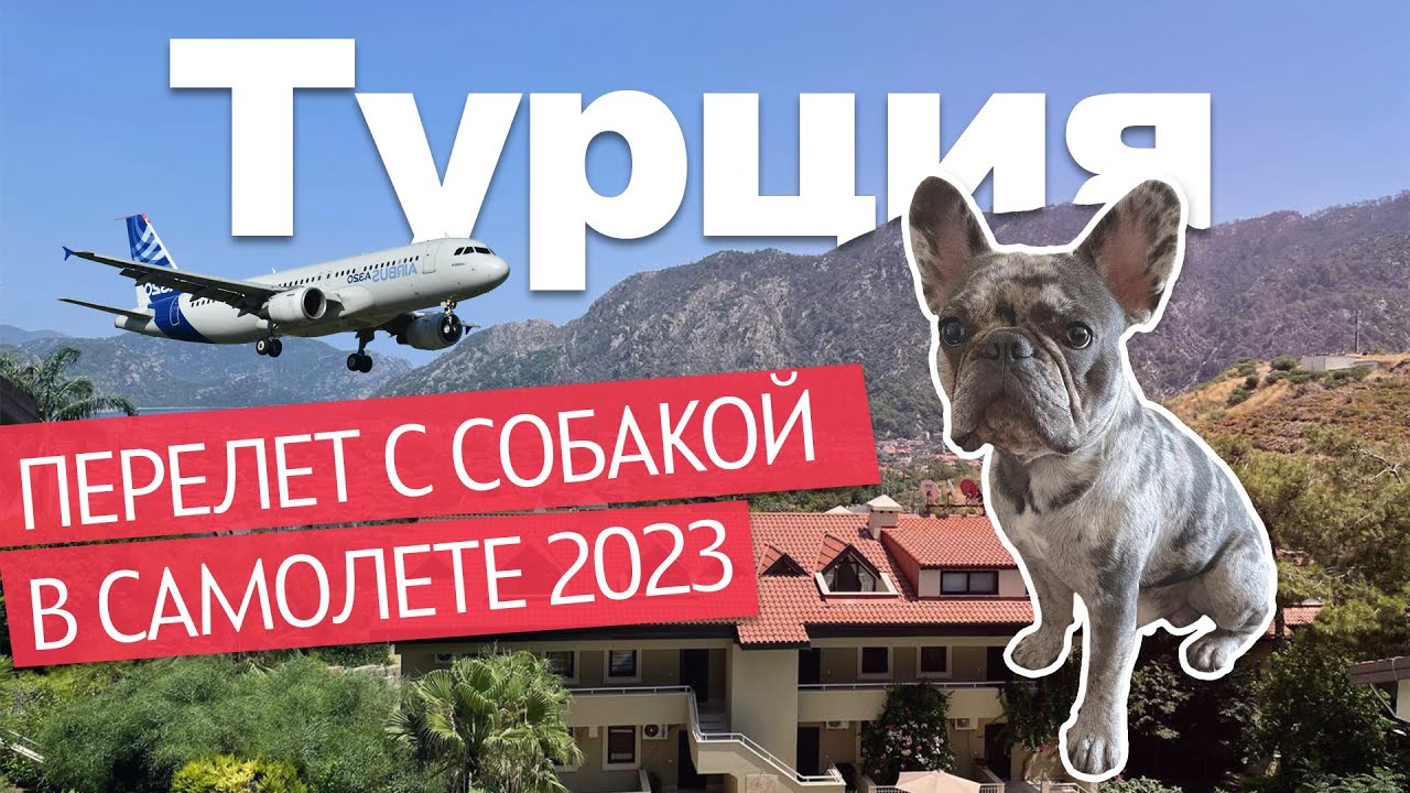 СОБАКА В САМОЛЕТЕ | КАК ЛЕТАТЬ С ПИТОМЦЕМ (в багажном отсеке)