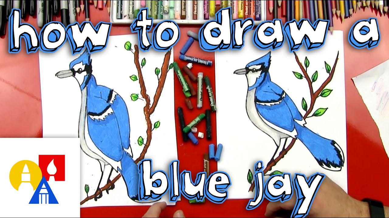 How To Draw A Blue Jay