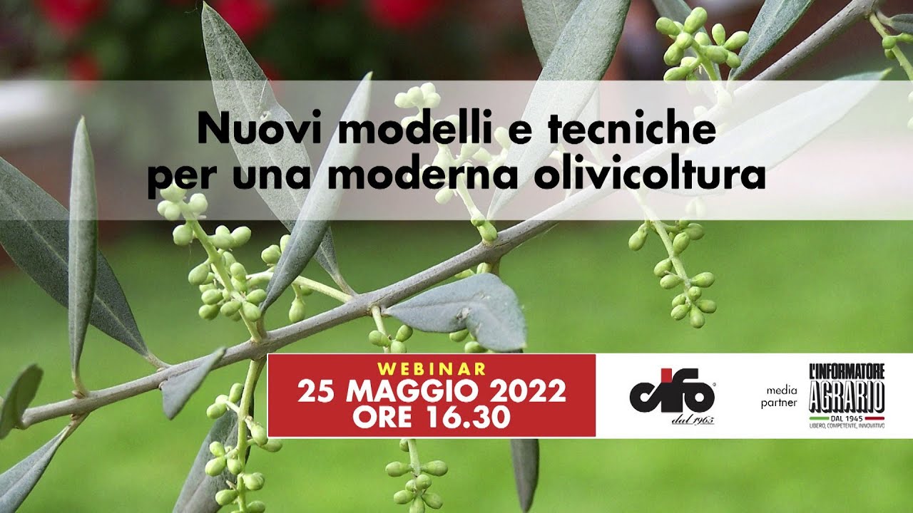 Webinar | Nuovi modelli e tecniche per una moderna olivicoltura