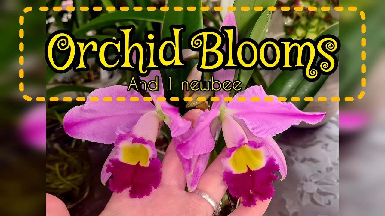 🌸 Orchid Blooms and Spikes in November 2023