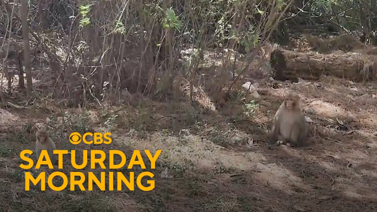 Search remains on for dozens of escaped monkeys in South Carolina