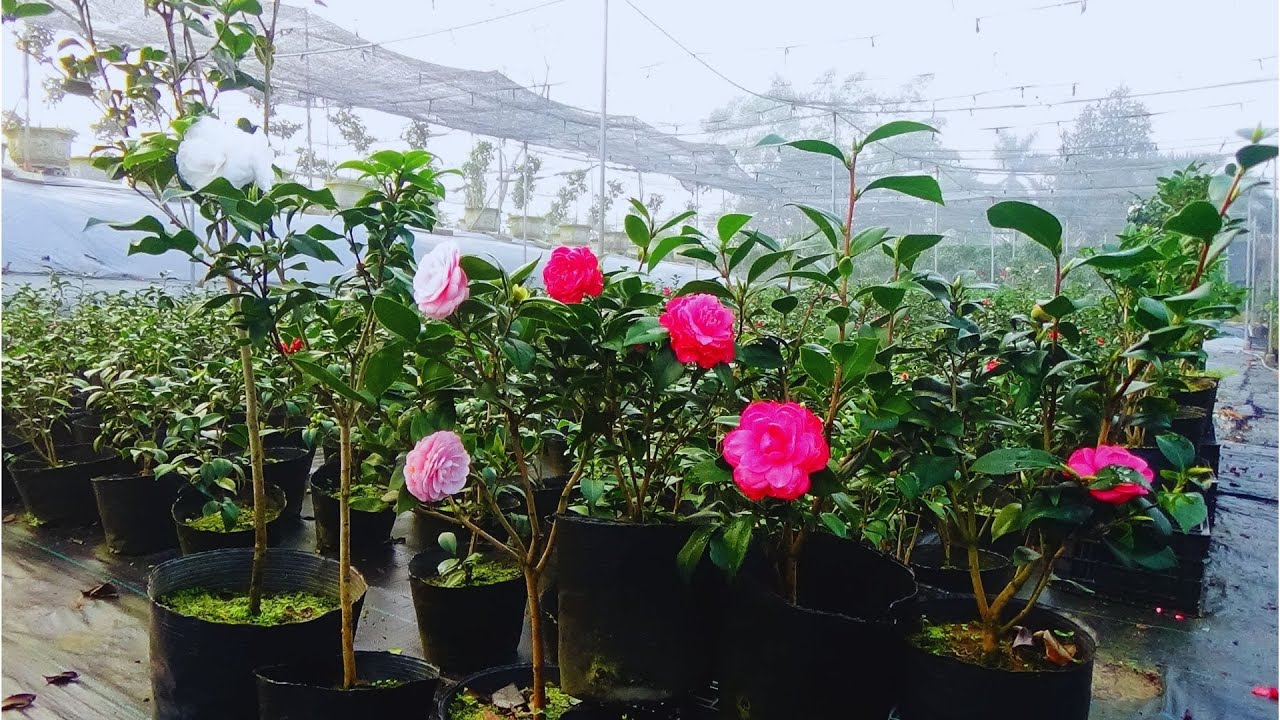 5 GIỐNG TRÀ MY CỔ || RỰC RỠ MÙA HOA NỞ , NGẮM MÀ MÊ || VKC 0988015061