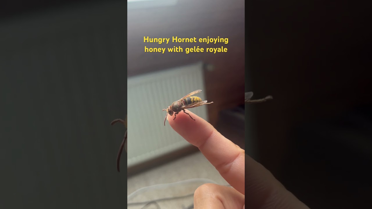Hungry hornet enjoying honey with gel&eacute;e royale