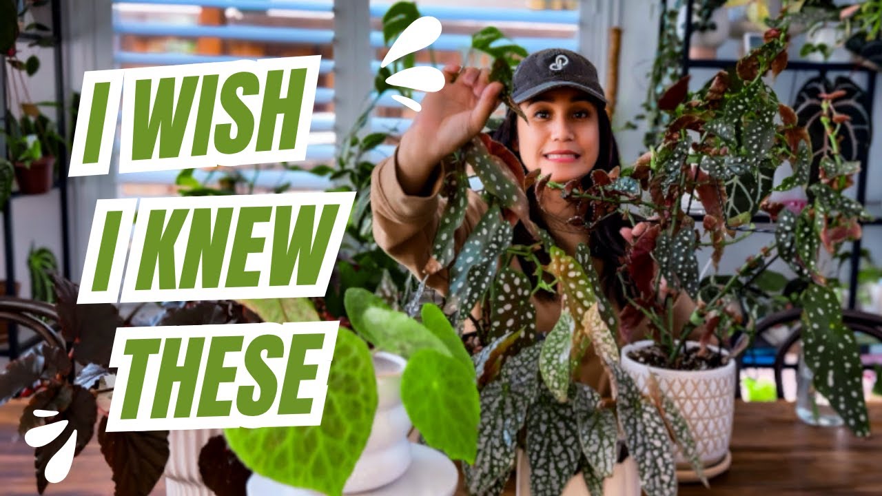 I Wish I Knew These Begonia Care Tips Before