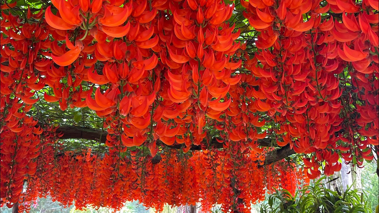 HOA MÓNG CỌP ĐỎ CỰC KỲ RỰC RỠ TẠI VỪƠN Ở ĐÀ LẠT. Ngày 6/7/2025