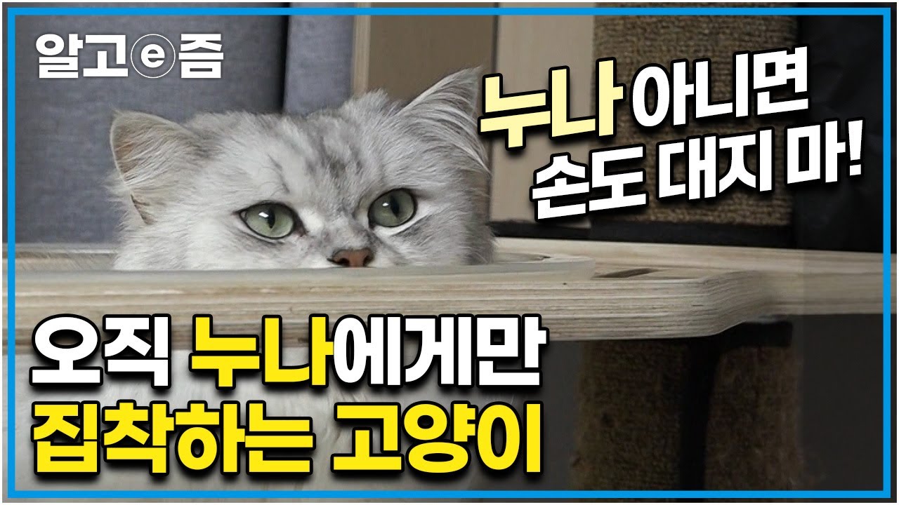 오직 누나만 따른다! 누나가 외출하면 식음을 전폐하며 절대 움직이지 않는 고양이┃고양이를 부탁해┃알고e즘