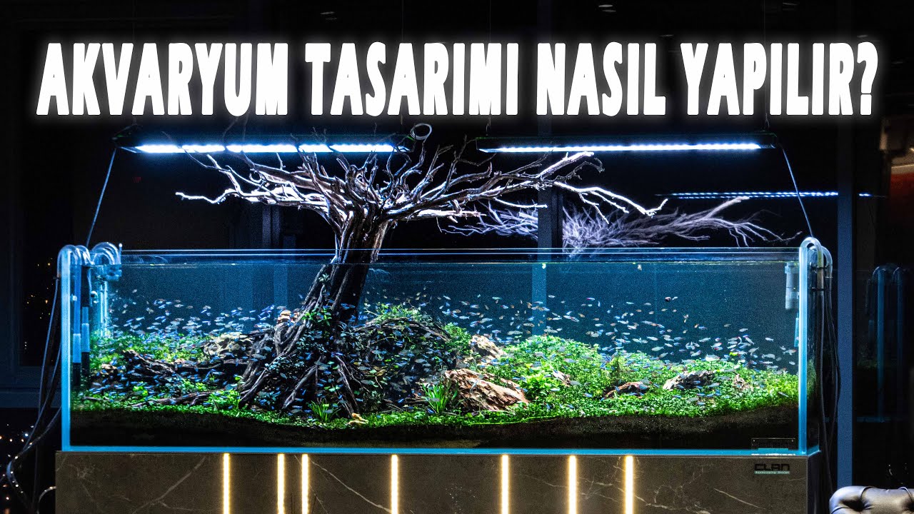 Bitkili Akvaryum Kurulumu | Sinematik