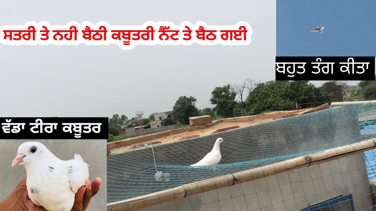 ਲਓ ਜੀ,ਅੱਜ ਤਿੰਨ ਕਬੂਤਰ ਸੱਡਤੇ॥🕊️three pigeons flew today॥ਦੱਸਿਓ ਟੀਰਾ ਕਬੂਤਰ ਕਿਵੇ ਲੱਗਿਆ#kabootar 