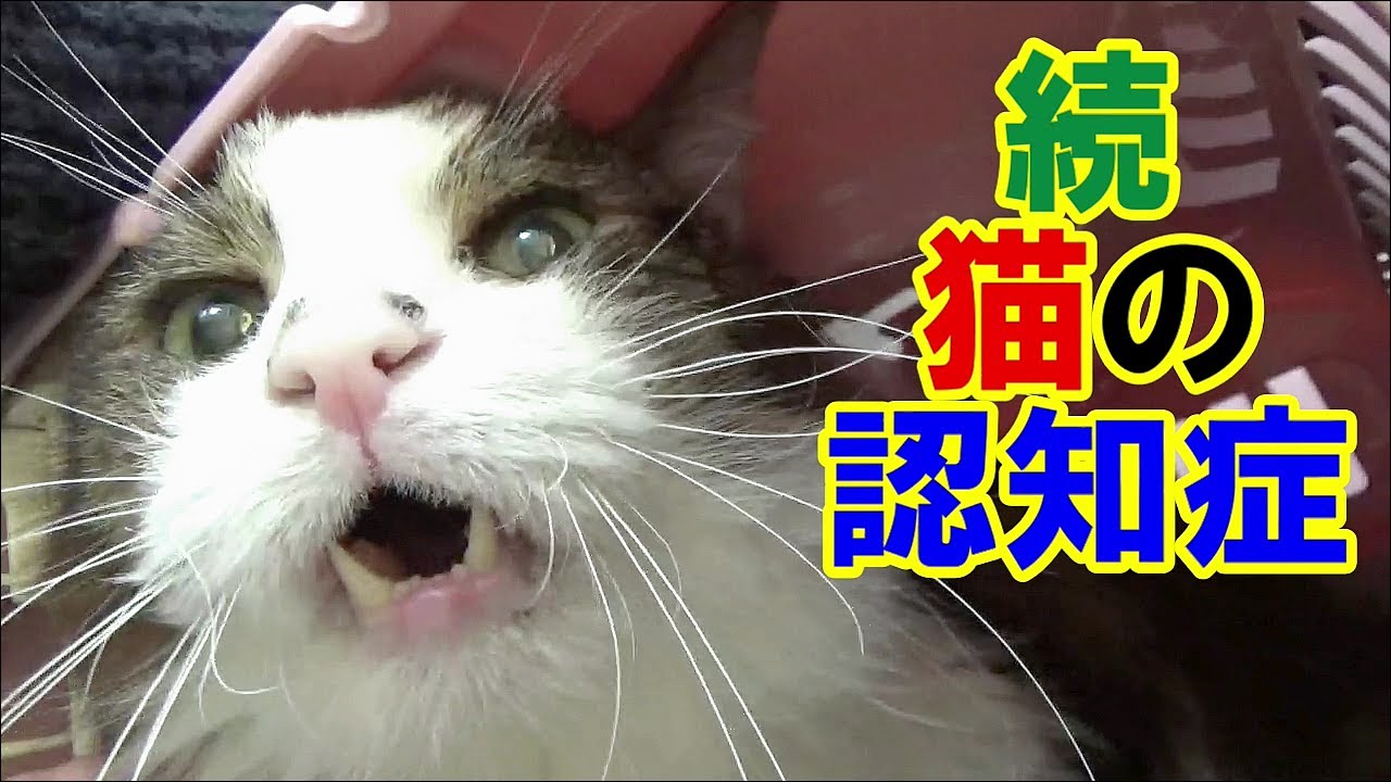 猫の認知症 - 診断