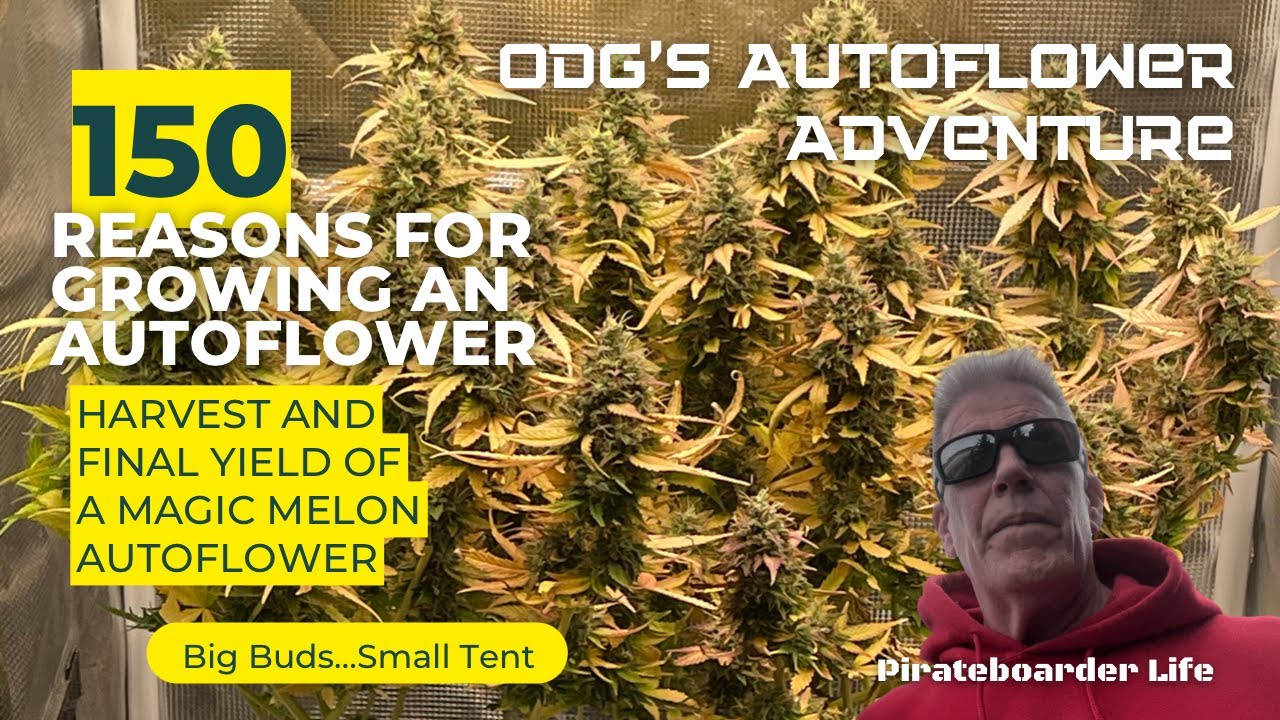 ODG&rsquo;s Autoflower Adventure 150 Reasons for Growing an Autoflower&hellip;Single Plant Final Yield in a 2x2