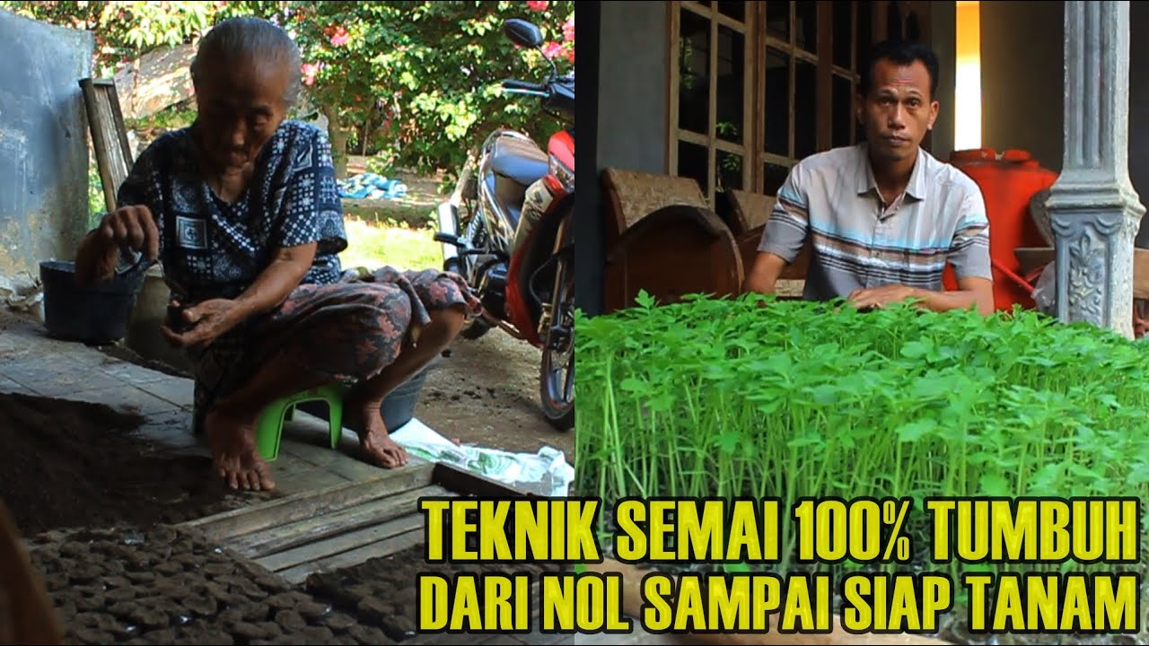 EASY HOW TO MAKE A SEED MEDIA FOR TOMATO / CHILLI / EGGPLANT FROM ZERO TO READY TO PLANT
