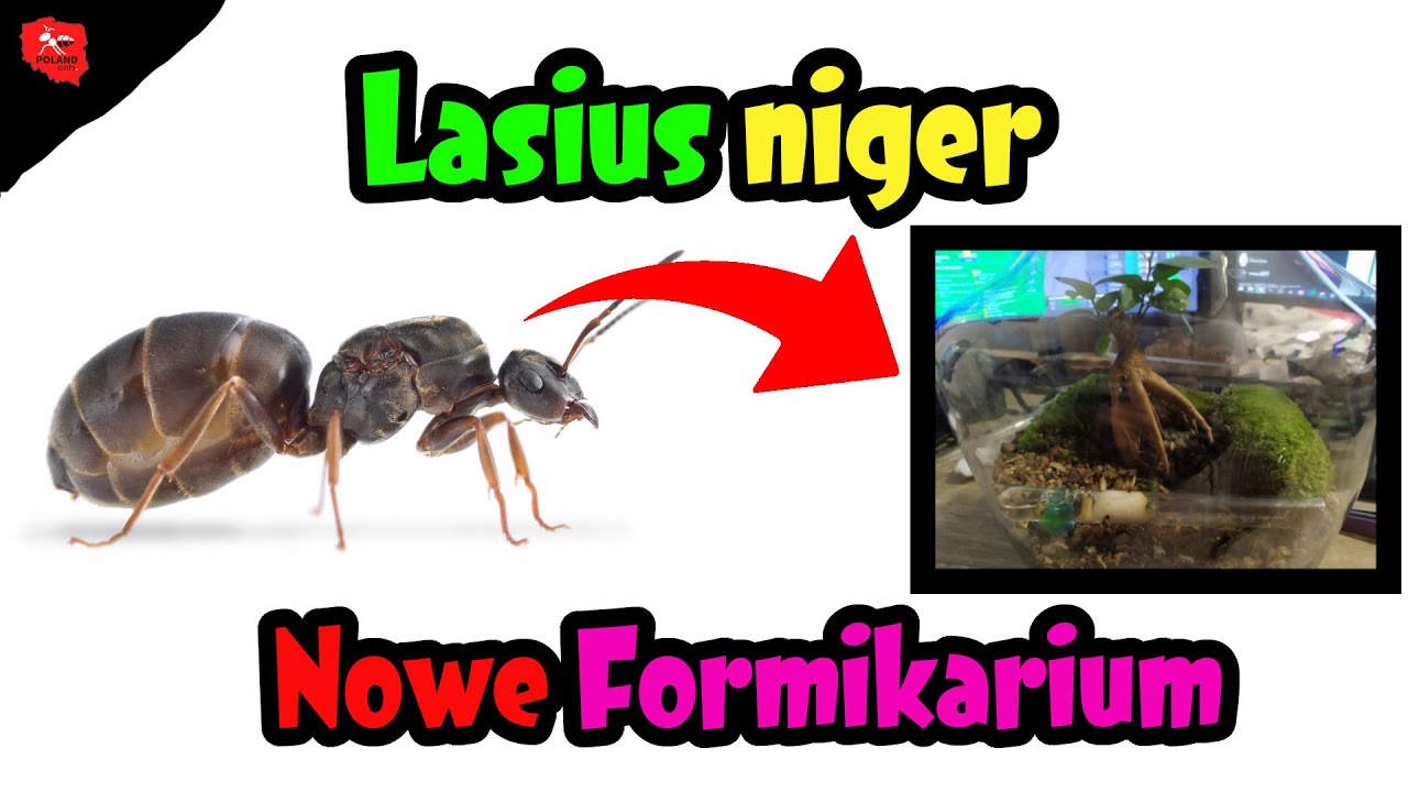 [Mr&oacute;wki] Lasius niger i ich nowy dom #2