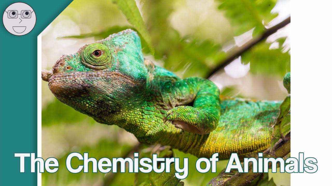 The Chemistry of Animals