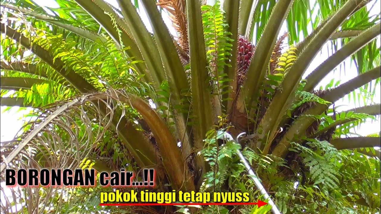 LIHAAT...!! 2 JUTA BORONGAN PRUNING TERCEPAT || PAKAI EGREK SUPER TAJAM