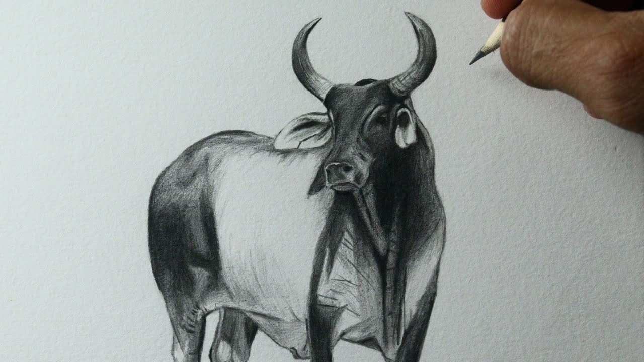 Como desenhar um Boi Guzerá PASSO A PASSO narrado
