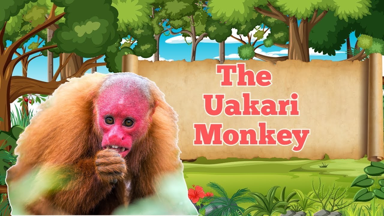 The Redface Uakari Monkey of the Amazon