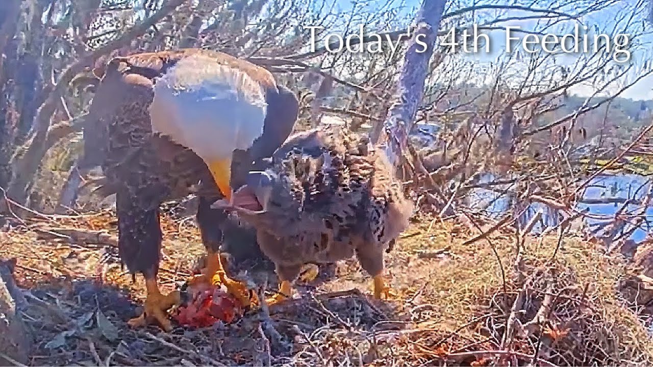 #322🦅🐥47°🐥42°／Winter Park Eagle Nest 2026／Against All Odds:One-Eyed Mom／Wink💗Atlas