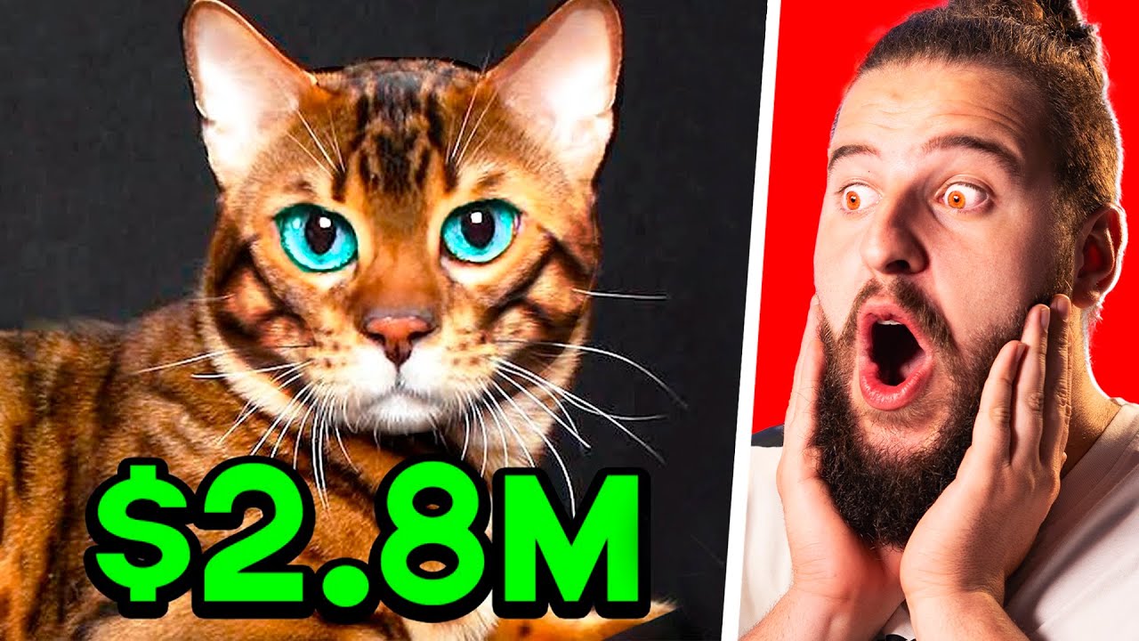 Las Mascotas Más Raras del Mundo