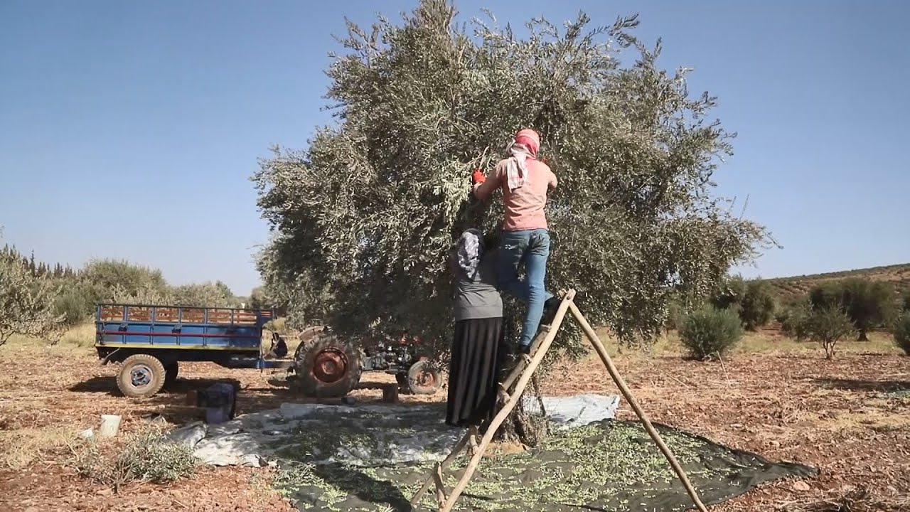 بدء موسم قطاف الزيتون في محافظة إدلب