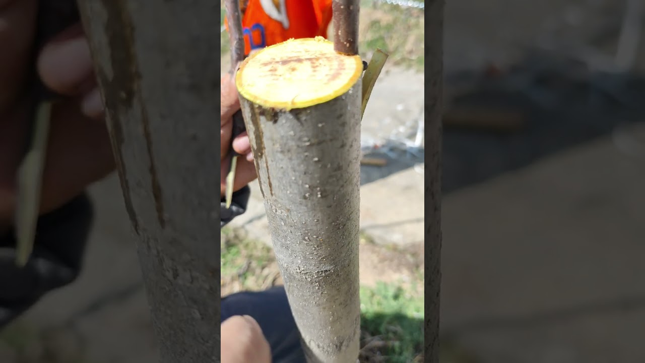 The grafting of walnut trees 🌲🌳🌴#grafting 