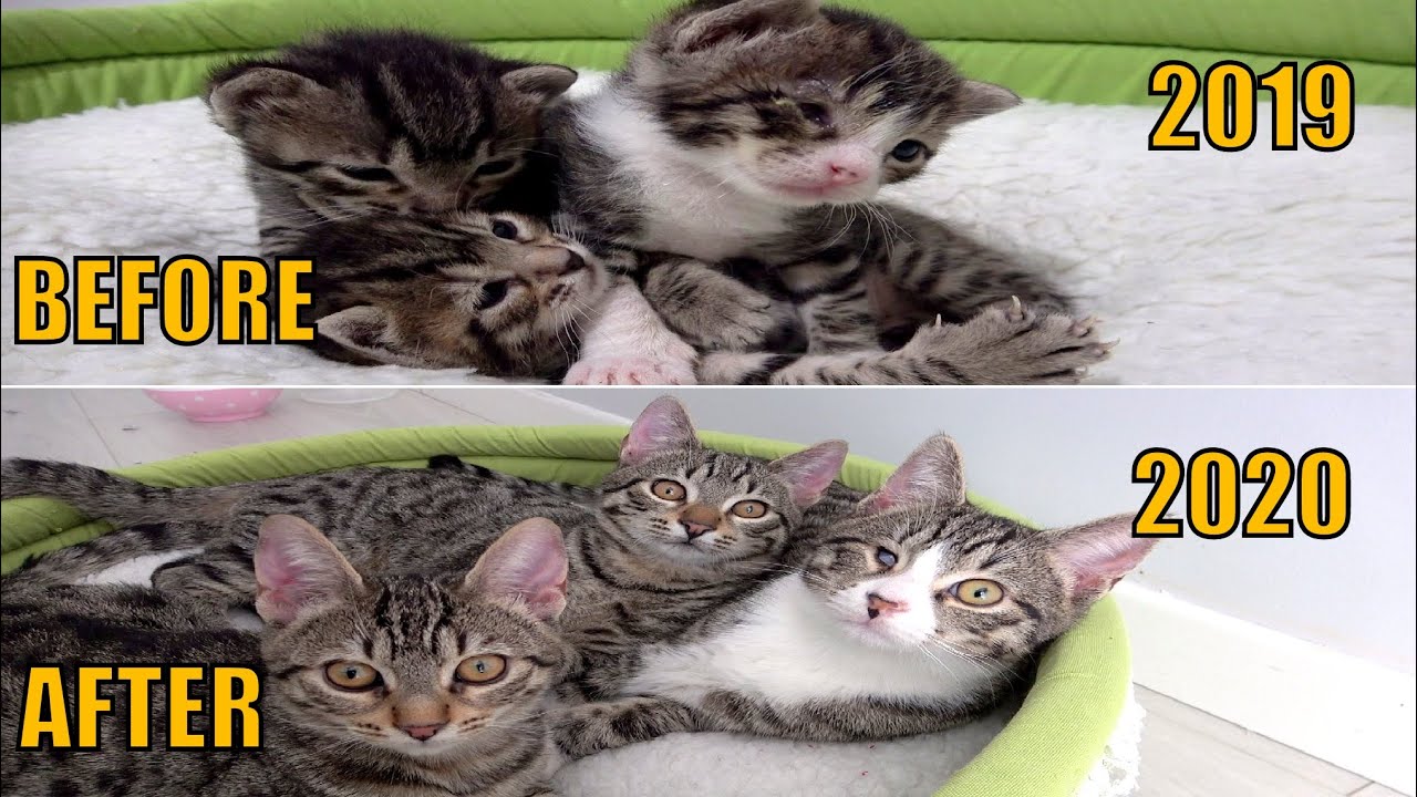 Жизненная борьба кошачьей семьи.
