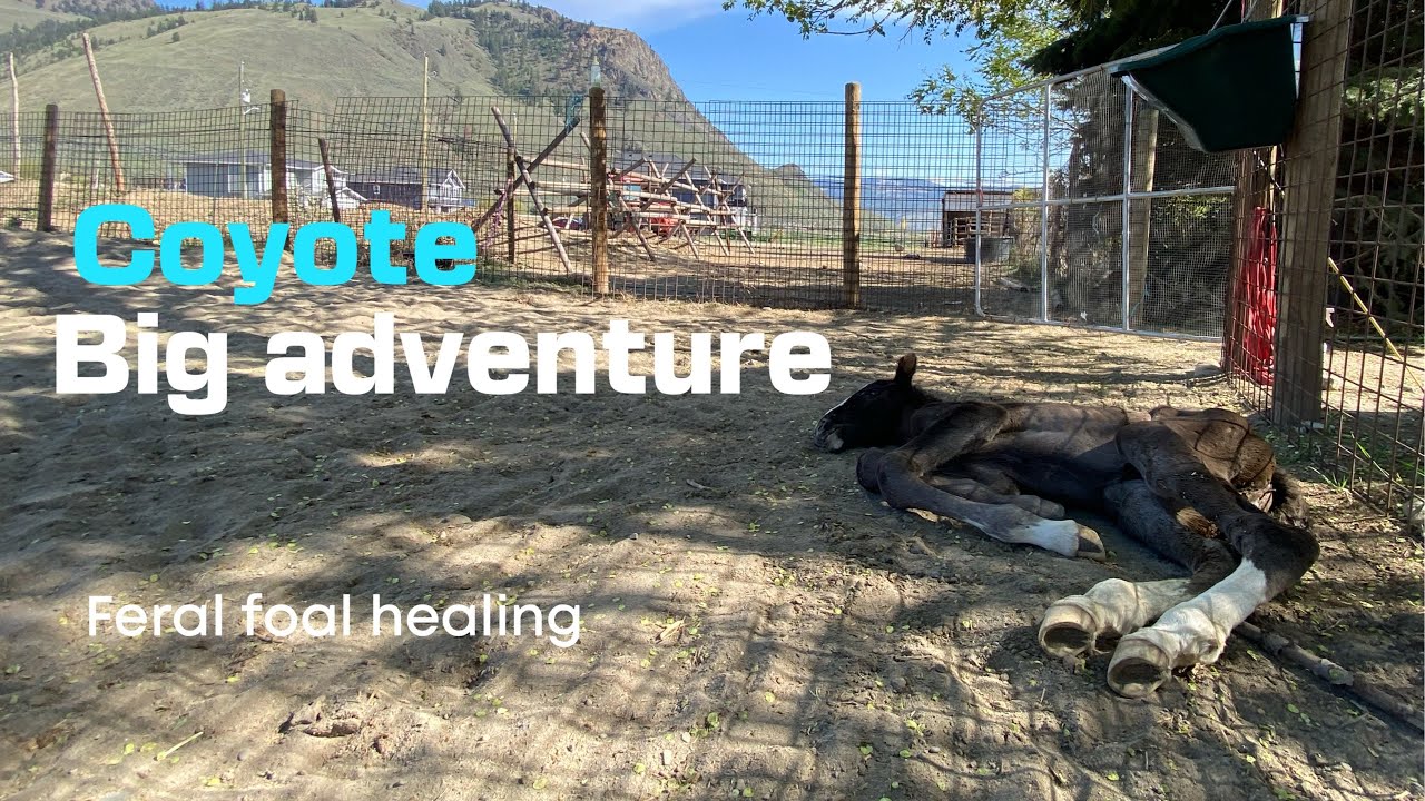 From backyard to arena • coyote the feral foal