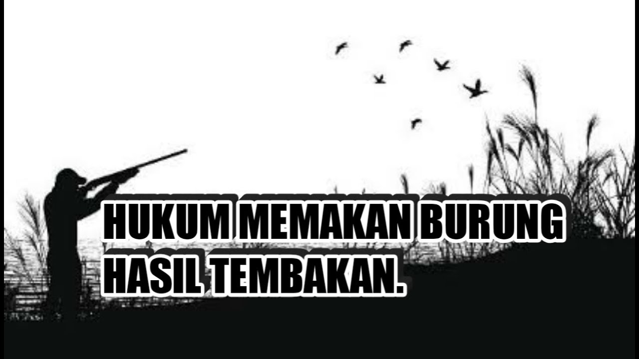 Tanya jawab ke.16 Hukum memakan burung hasil dari menembak.