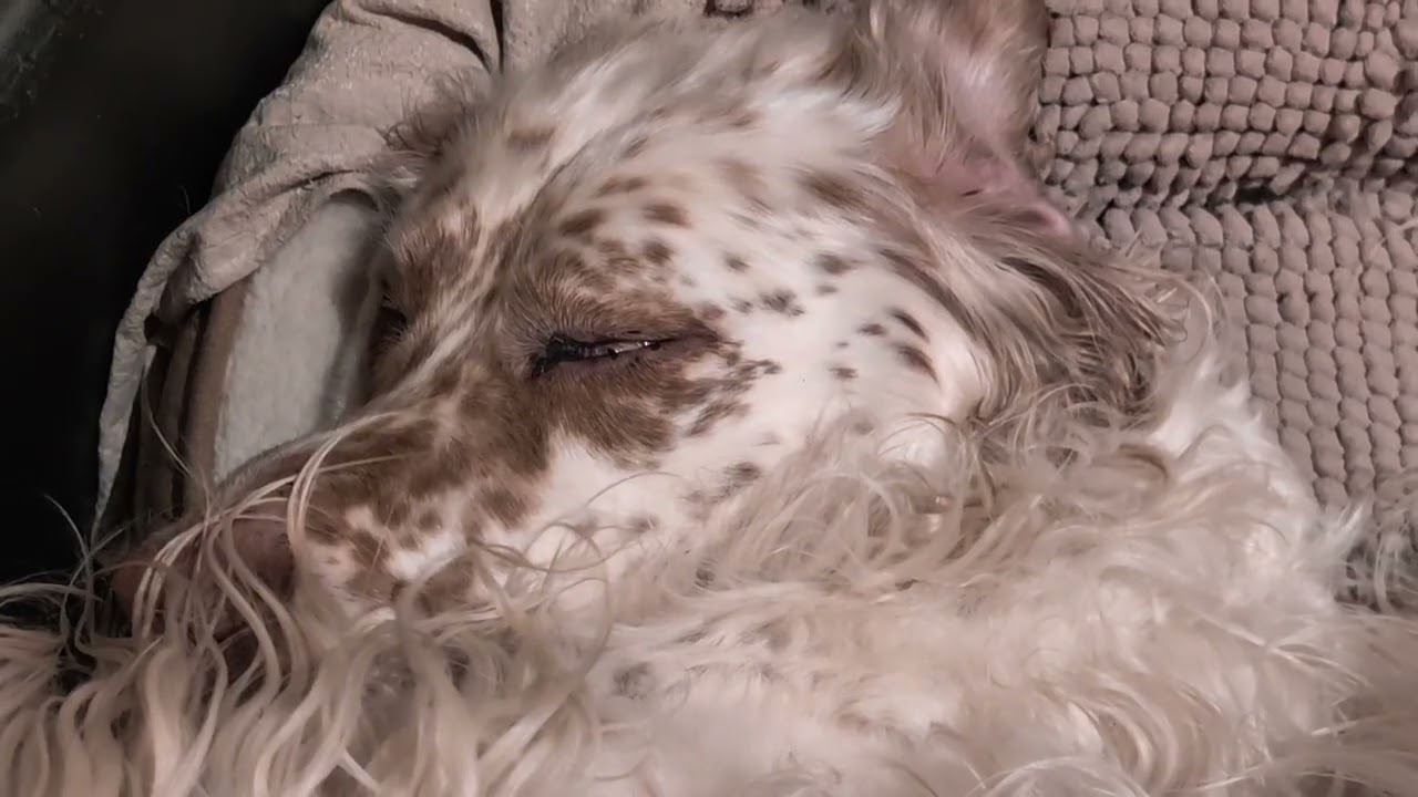 15 Minuten Relax lieve hond die slaapt | Concentratie / studeren