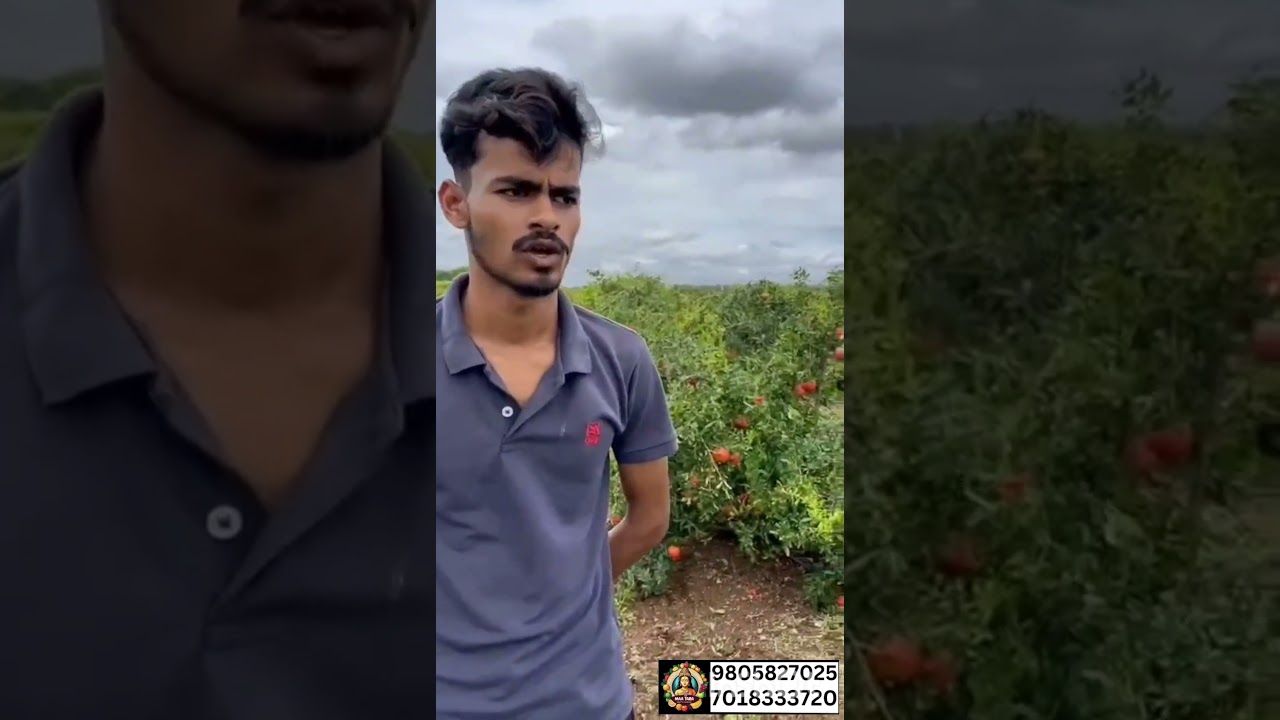 “Have you tried our pomegranates yet? Taste the difference!”      
