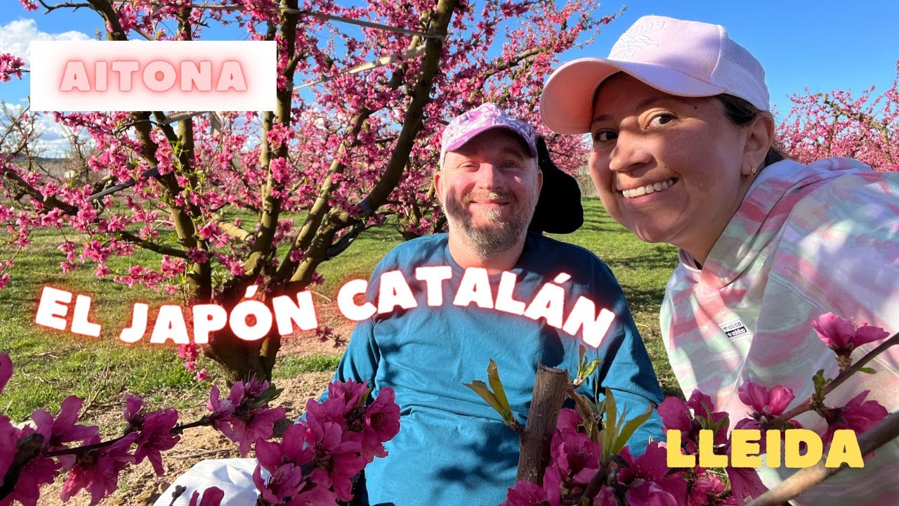 La floración más rápida de los últimos años, AITONA en FLOR  #fruiturisme #aitona #silladeruedas