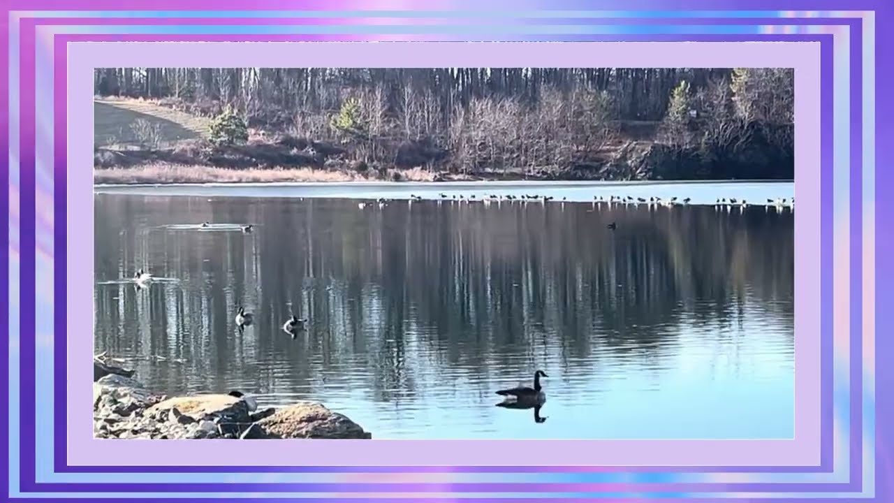 Canada Geese Serenity in Stone & Water