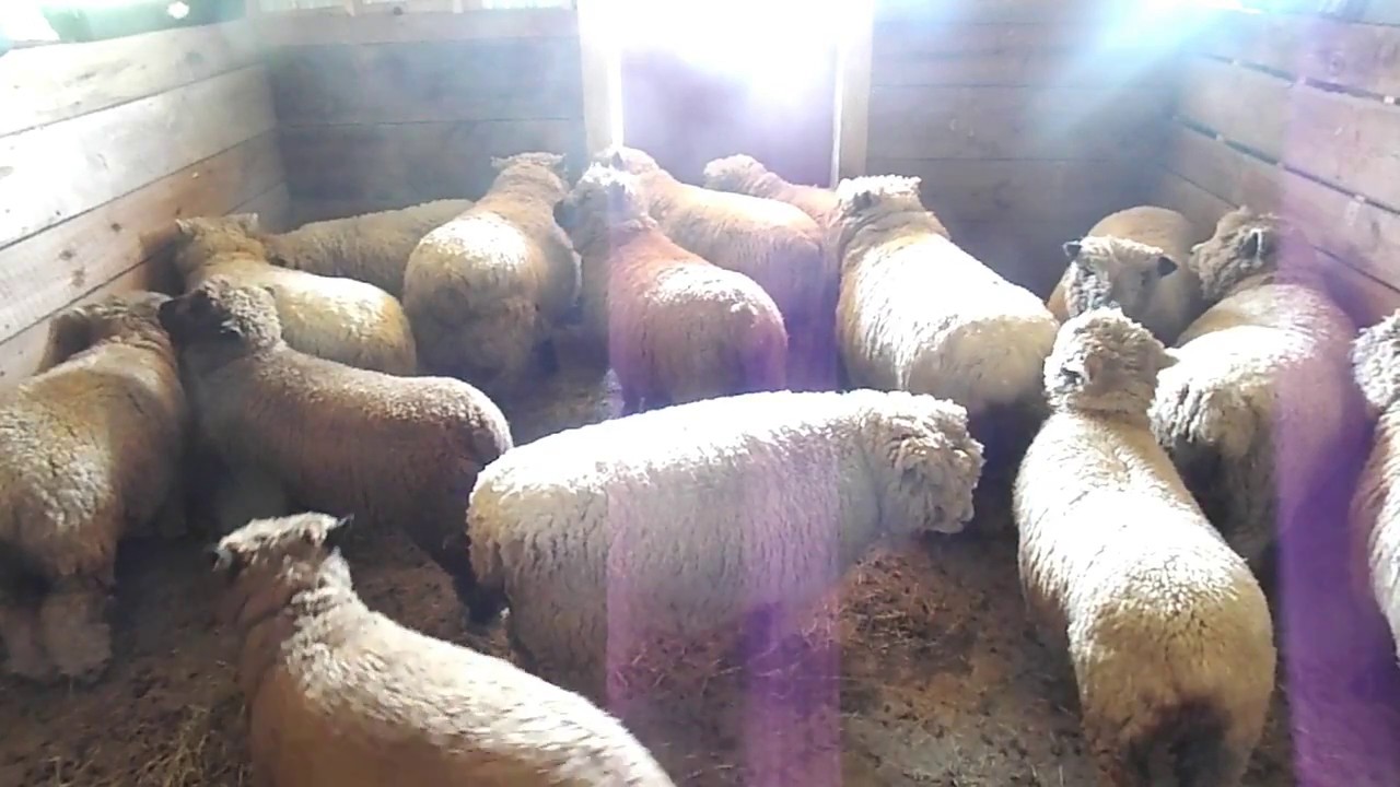 babydoll Sheep