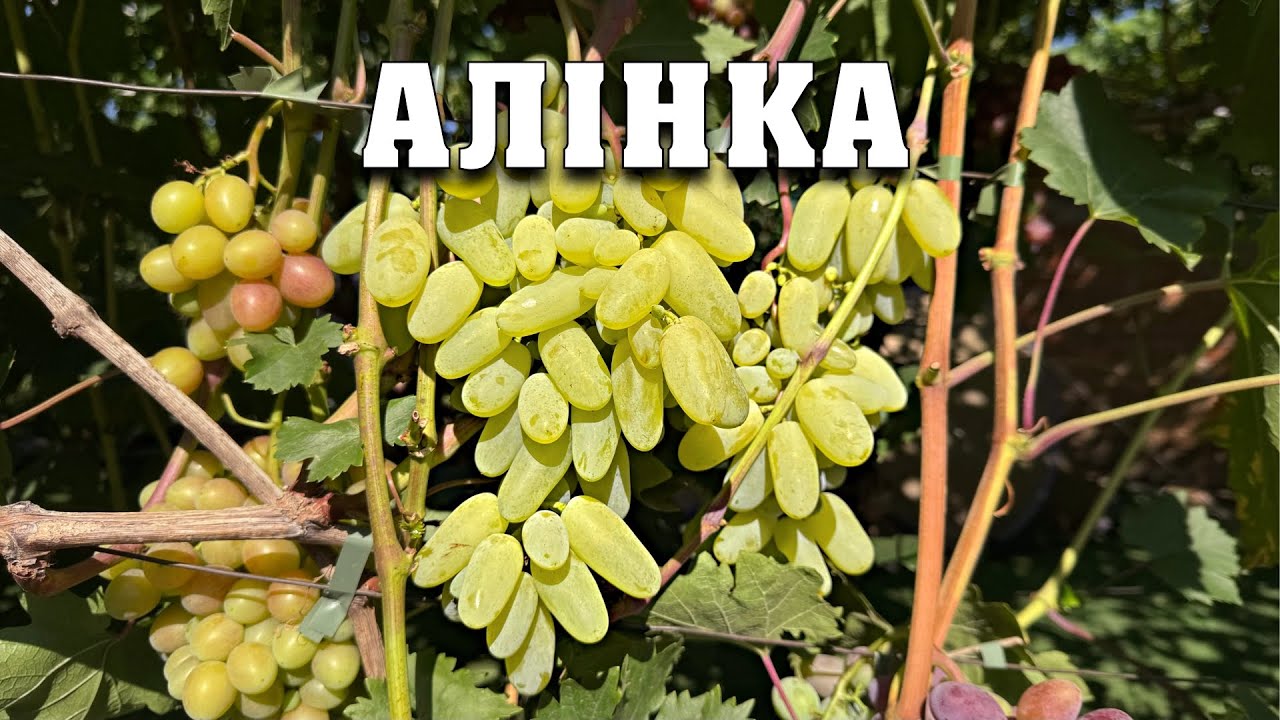 Алінка - нова гібридна форма винограду . Багато виноградарів оцінили дуже високо
