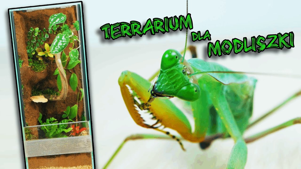 Terrarium dla modliszki. Ścianka z pianki, oświetlenie LED, żywe rośliny 🌿