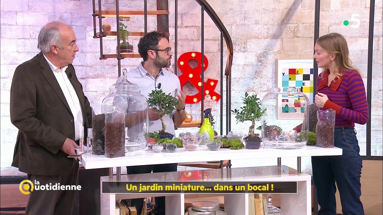 Un jardin miniature... dans un bocal ! - La Quotidienne