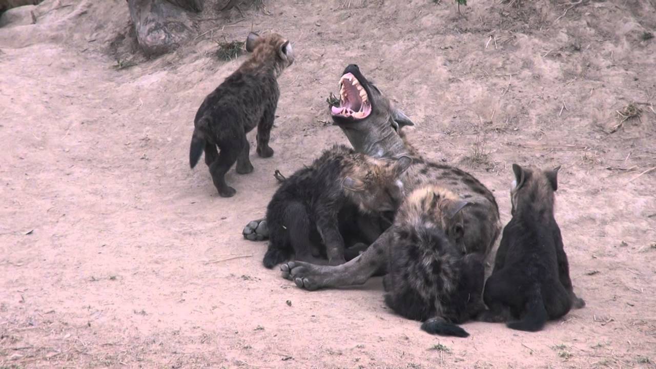 Wild Hyena family