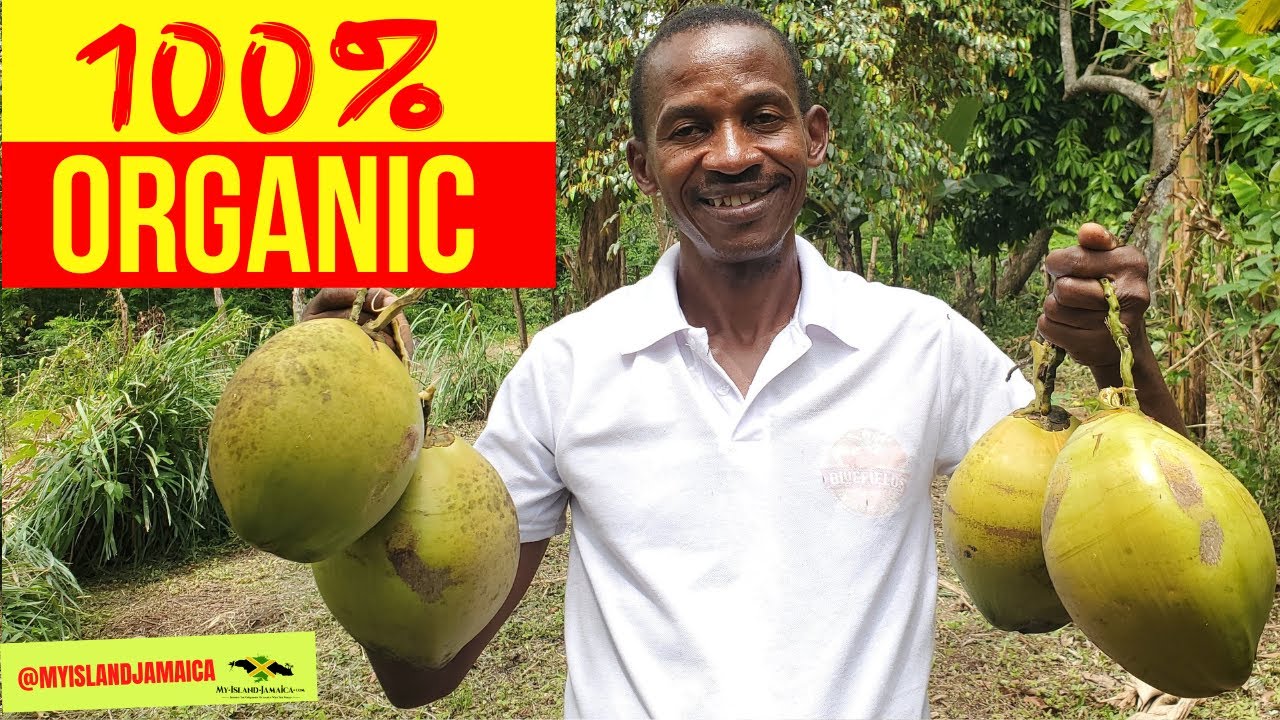 😳THIS MAN Is RESHAPING the FARM & #TOURISM Landscape In Jamaica !  🇯🇲 (Bluefield's Farm Tour)