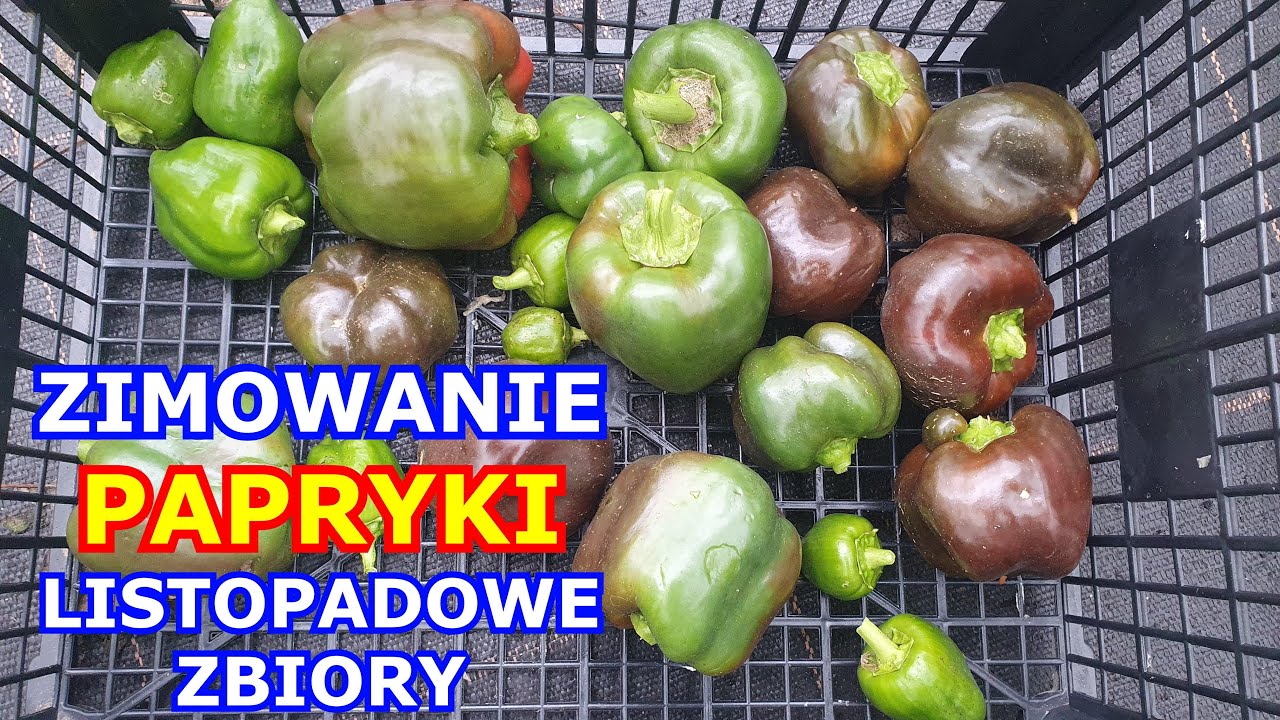 Listopadowe ZBIORY PAPRYKI i BURAKÓW - Zimowanie Papryki jak zimować, Dojrzewanie Papryczek Uprawa
